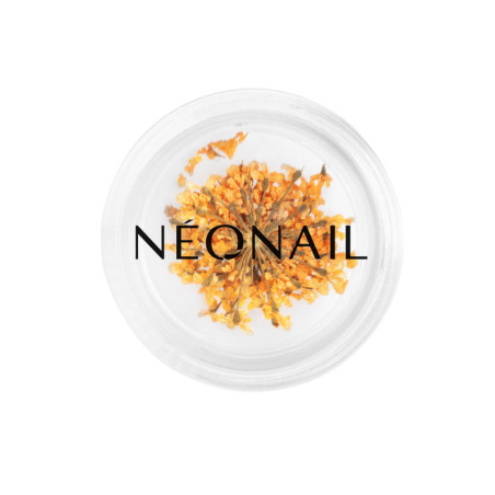 Dried flowers 03- Orange