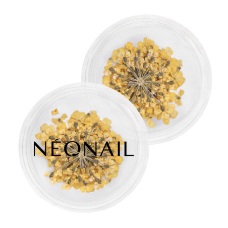 Dried flowers 07- Yellow kaufen